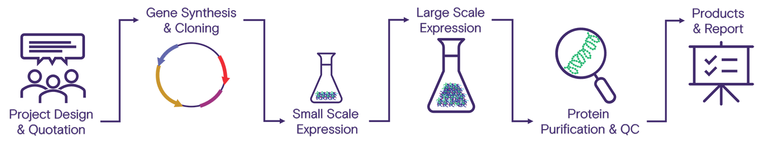 Workflow steps for producing a custom protein with purification.
